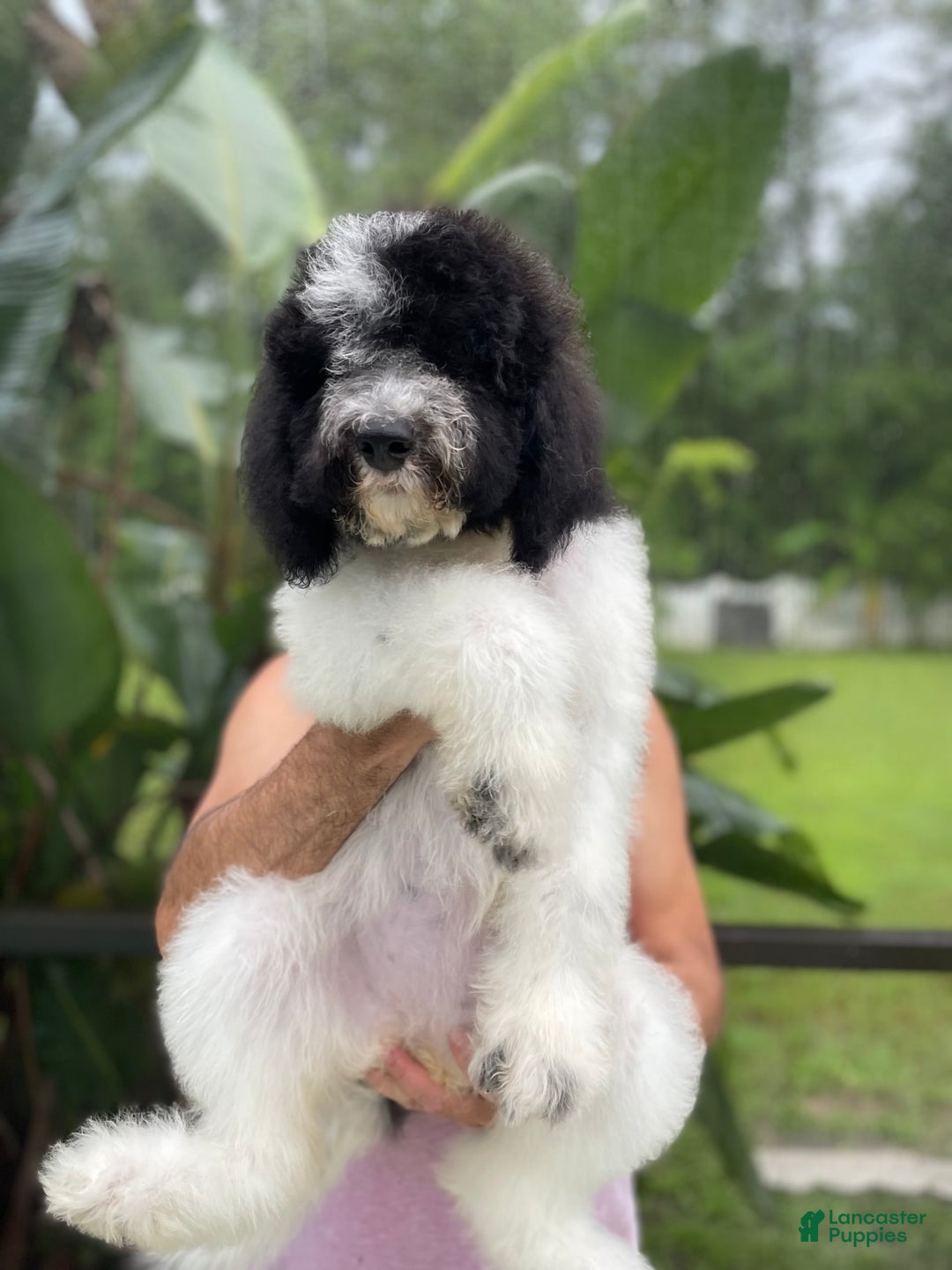 Goldendoodle dogs for sale: Lexy - Image 1