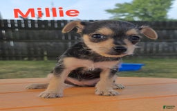 Chihuahua dogs for sale: Millie - Image 1