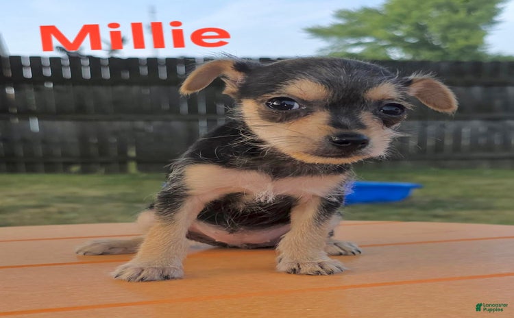 Chihuahua dogs for sale - Ad 3