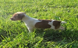 Jack Russell Terrier dogs for sale: Jack Russell Terrier Pike - Image 9