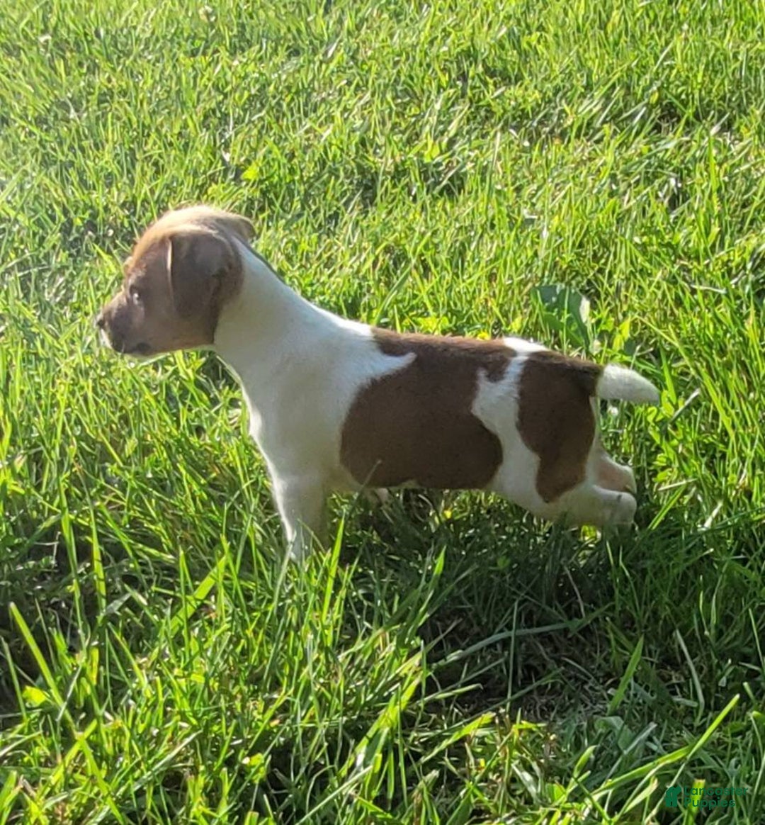 Jack Russell Terrier dogs for sale: Jack Russell Terrier Pike - Image 9