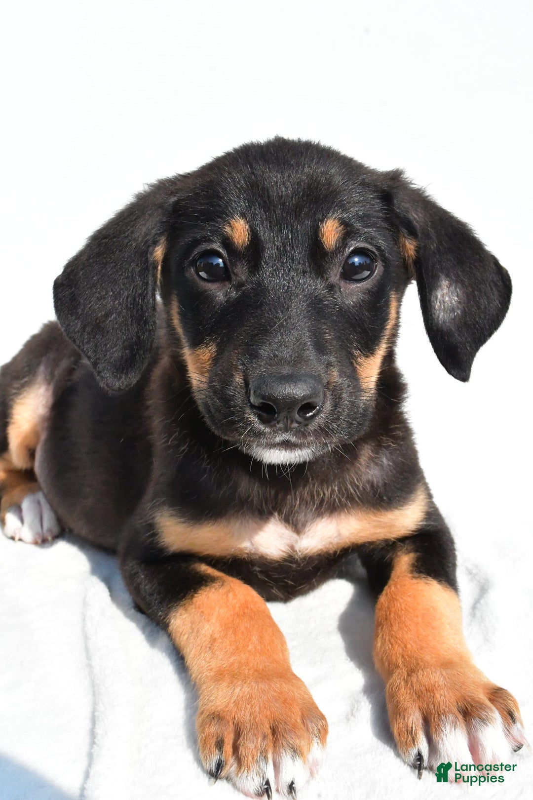 German Shepherd dogs for sale: Pansy - Image 3