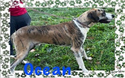Great Dane dogs for sale: Doodle - Image 13