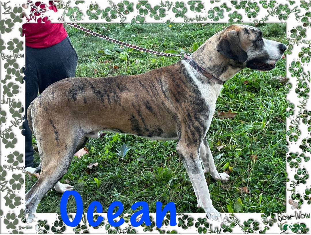 Great Dane dogs for sale: Doodle - Image 13