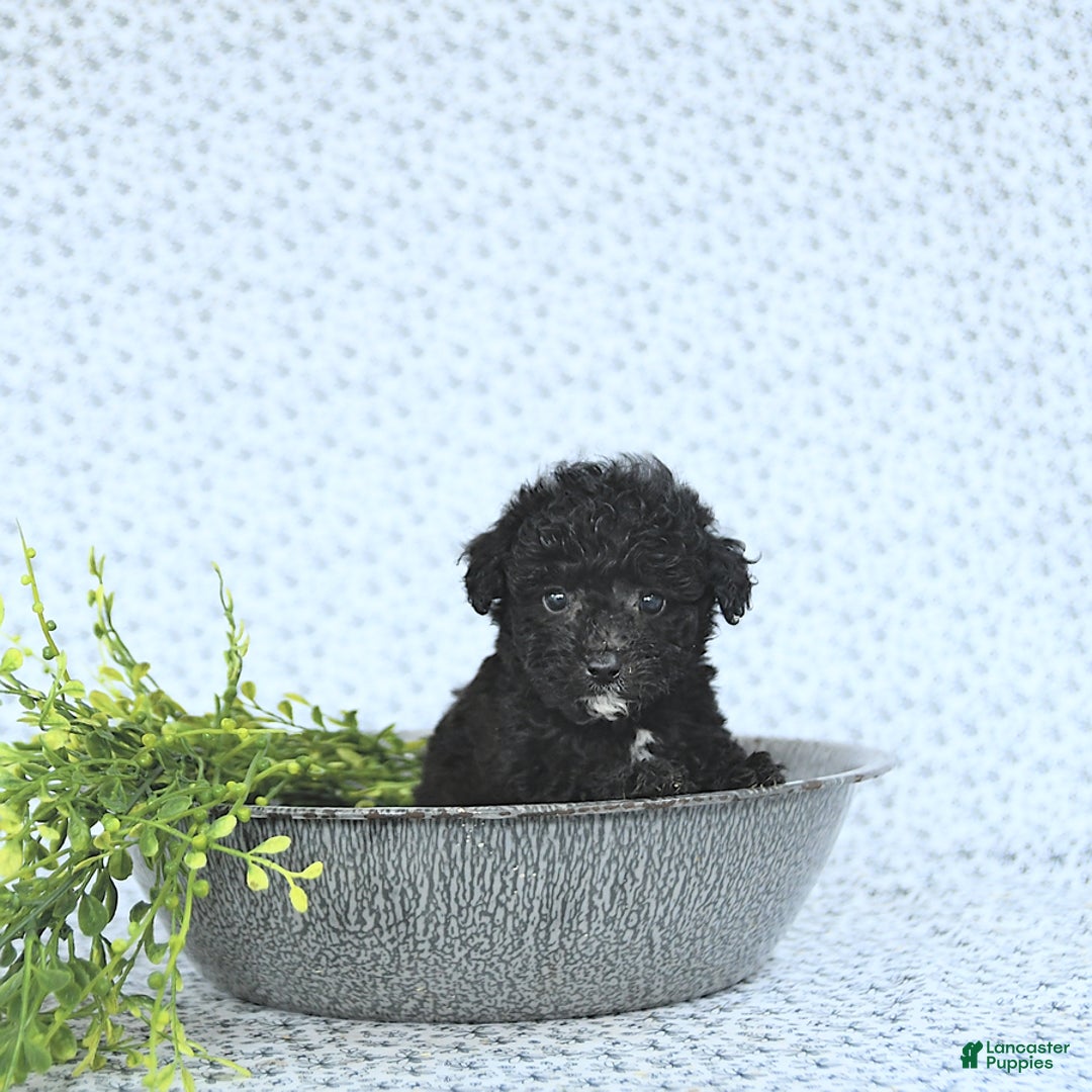 Mini Goldendoodle dogs for sale: Karter - Image 5