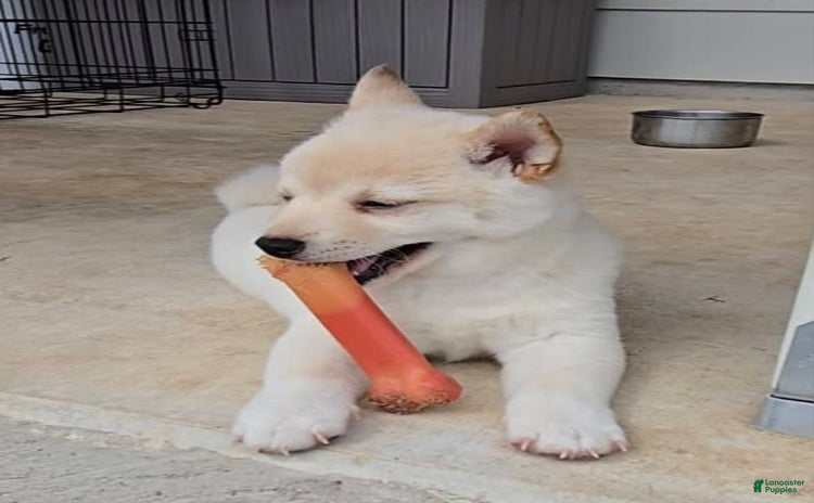 Shiba Inu dogs for sale - Ad 1