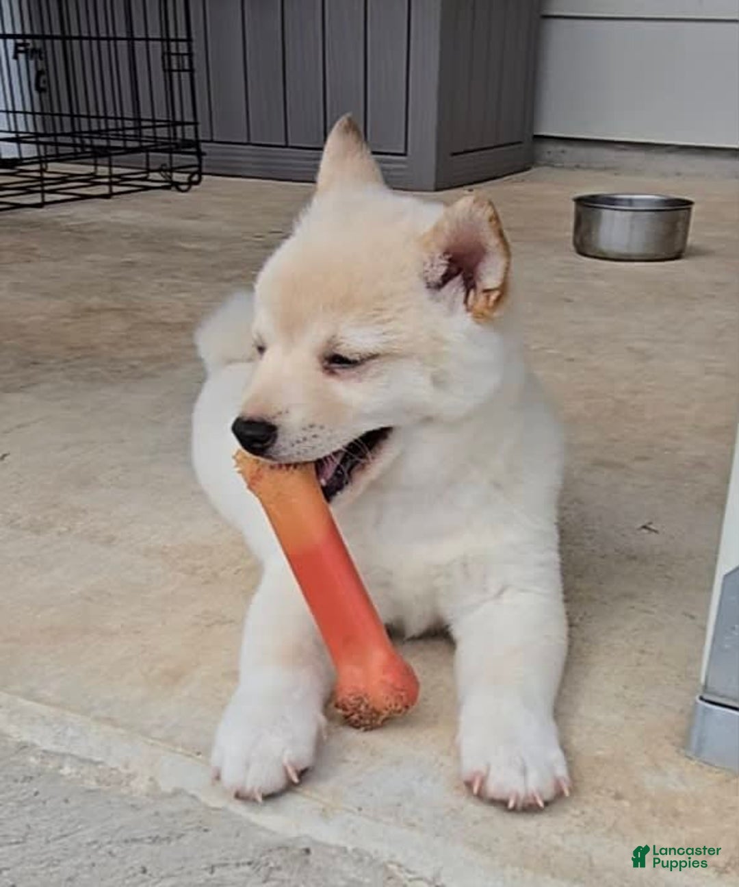 Shiba Inu dogs for sale: Hiko - Image 4