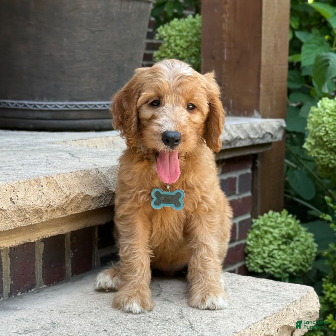 Goldendoodle dogs for sale: Mia - Image 6
