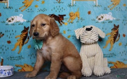 Golden Retriever dogs for sale: Rufus - Image 6