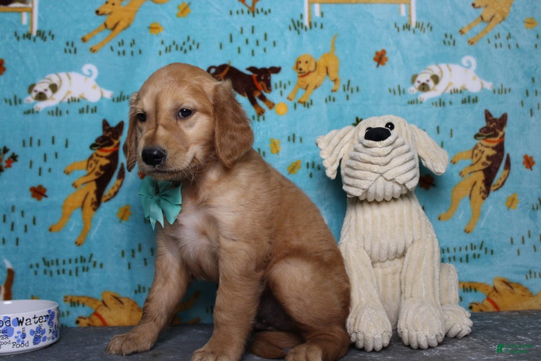 Golden Retriever dogs for sale: Rufus - Image 6