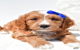 Mini Goldendoodle dogs for sale: Rusty - Image 6