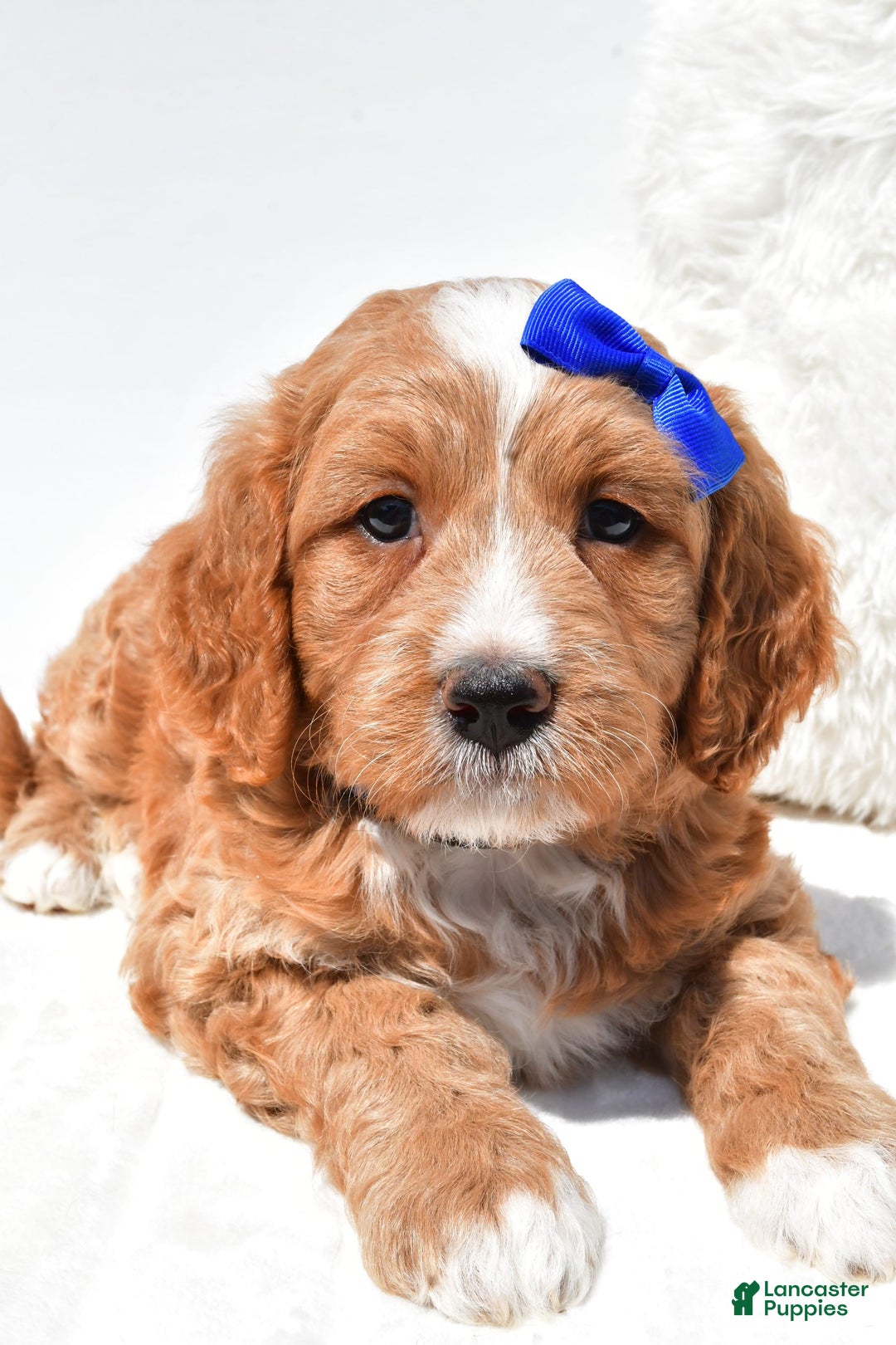 Mini Goldendoodle dogs for sale: Rusty - Image 6