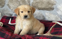 Golden Retriever dogs for sale: Sandy - Image 3