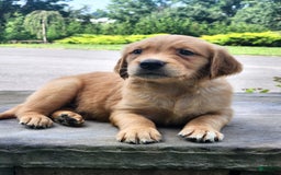 Golden Retriever dogs for sale: Dave - Image 2