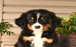 Bernese Mountain Dog dogs for sale: Buster - Image 15