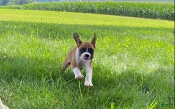 Boxer dogs for sale: Sage - Image 5