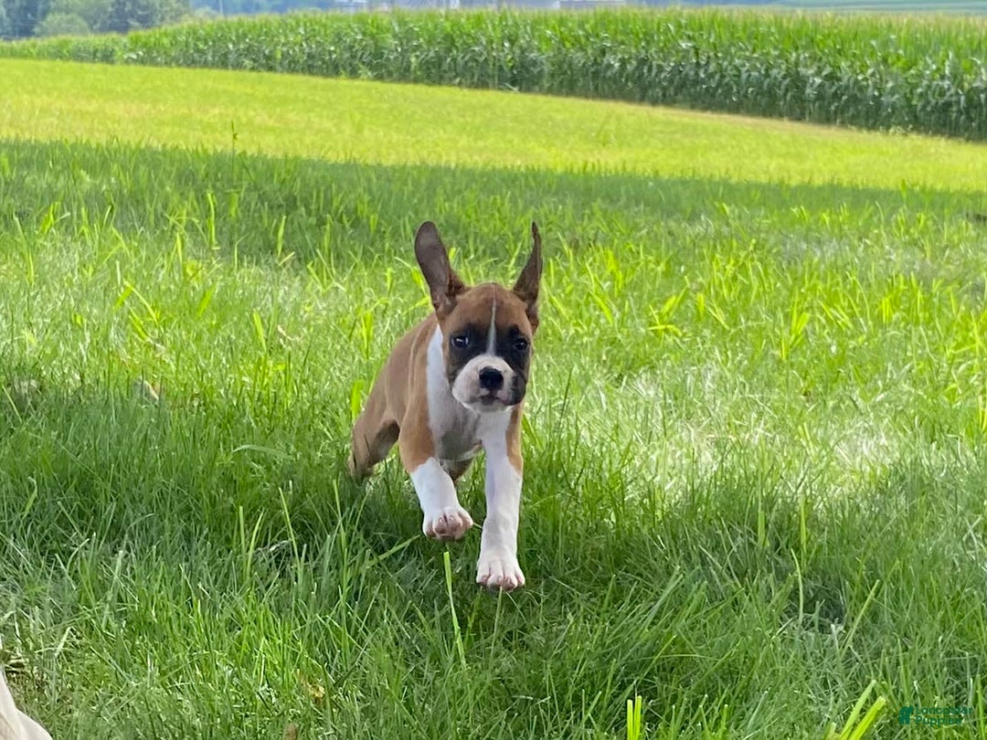 Boxer dogs for sale: Sage - Image 5