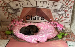 German Shepherd dogs for sale: Claire - Image 1