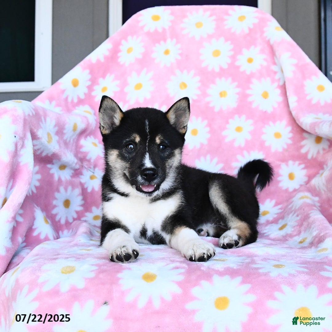 Shiba Inu dogs for sale: Marlene - Image 1