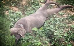 Labrador Retriever dogs for sale: Suger - Image 2