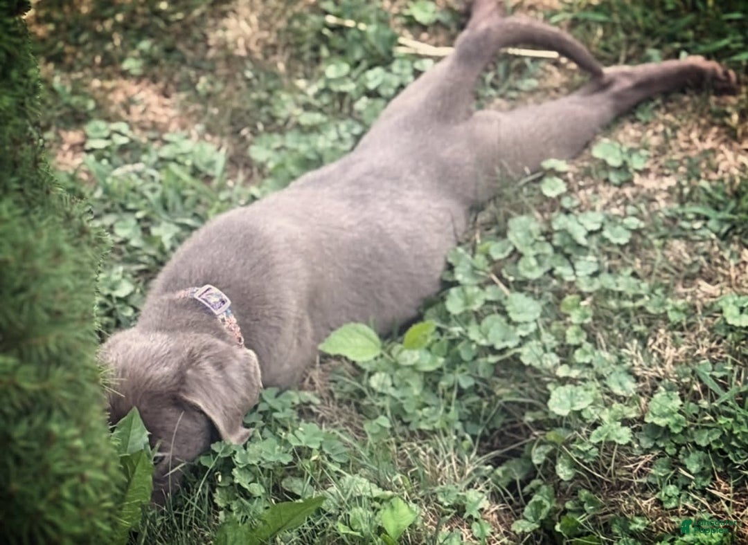 Labrador Retriever dogs for sale: Suger - Image 2
