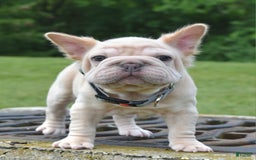 French Bulldog dogs for sale: Rayna Big Rope Velvet Fluffy - Image 53