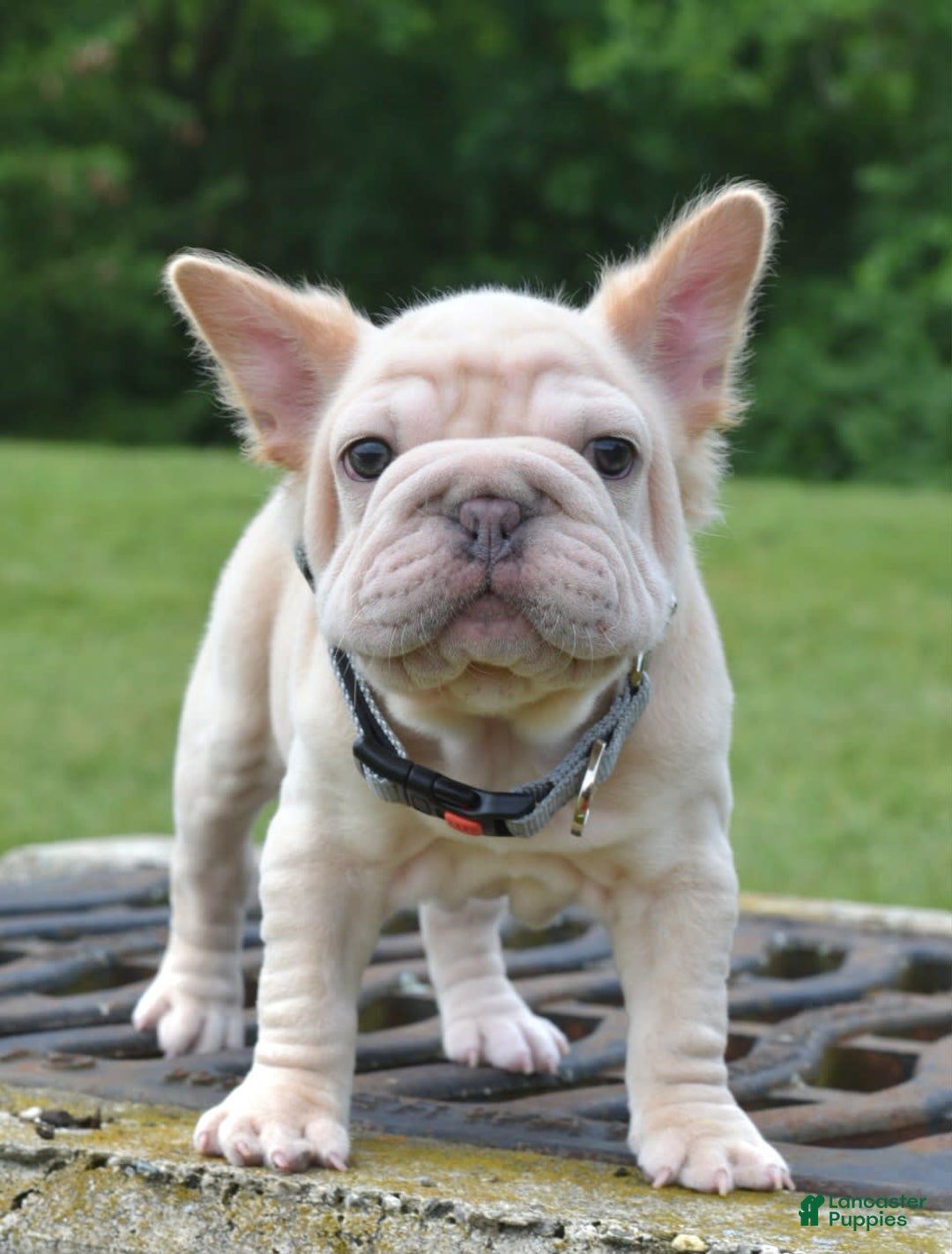 French Bulldog dogs for sale: Rayna Big Rope Velvet Fluffy - Image 53