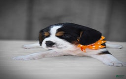 Beaglier dogs for sale: Oscar - Image 8