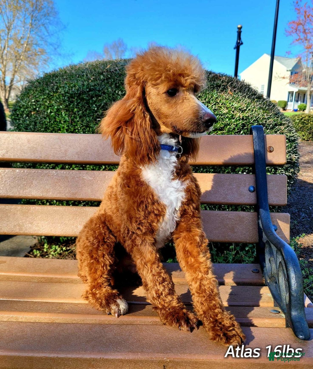 Mini Goldendoodle dogs for sale: Janice - Image 9