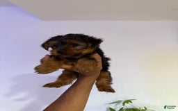 Yorkshire Terrier dogs for sale: T-rex - Image 2