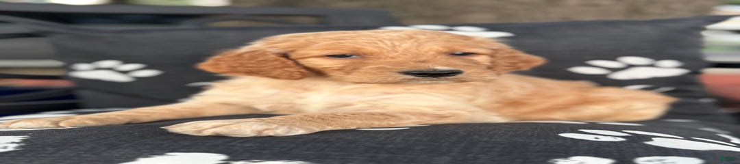 Huk