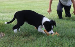 Border Collie dogs for sale: Sunny - Image 6