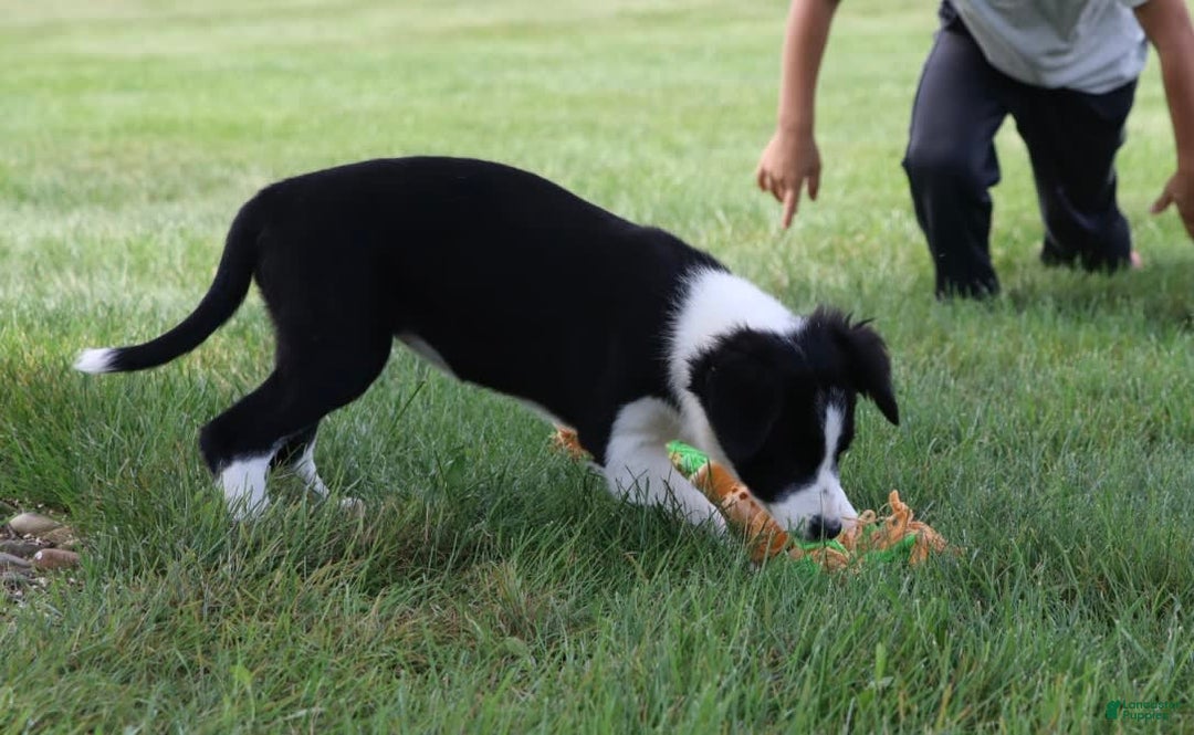Border Collie dogs for sale: Sunny - Image 6