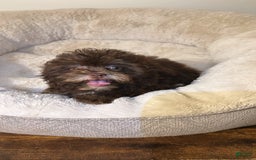 Shihpoo dogs for sale: Bunny - Image 3