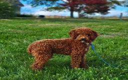 Cavapoo dogs for sale: Summer - Image 12