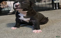 American Bully dogs for sale: Knight - Image 4