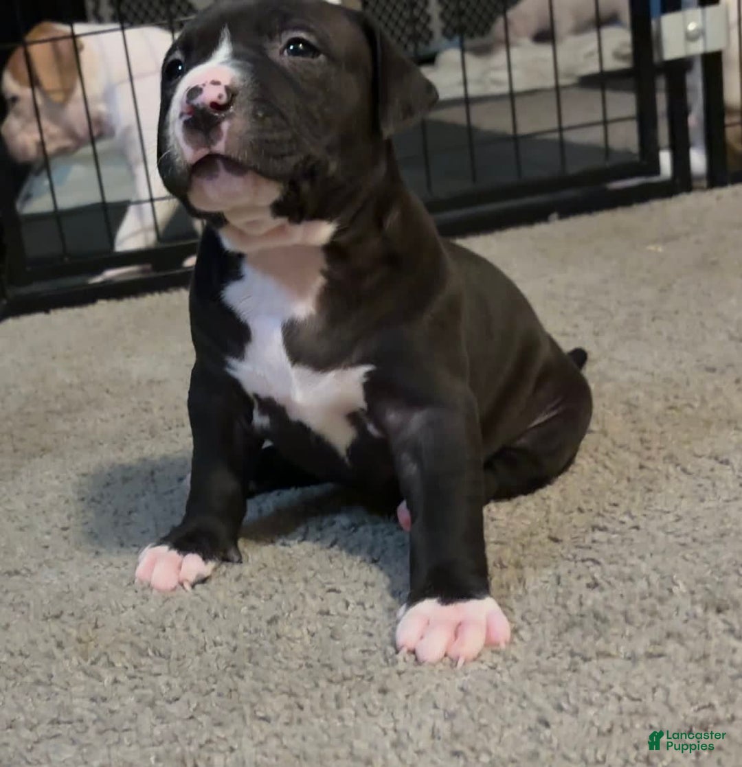 American Bully dogs for sale: Knight - Image 4