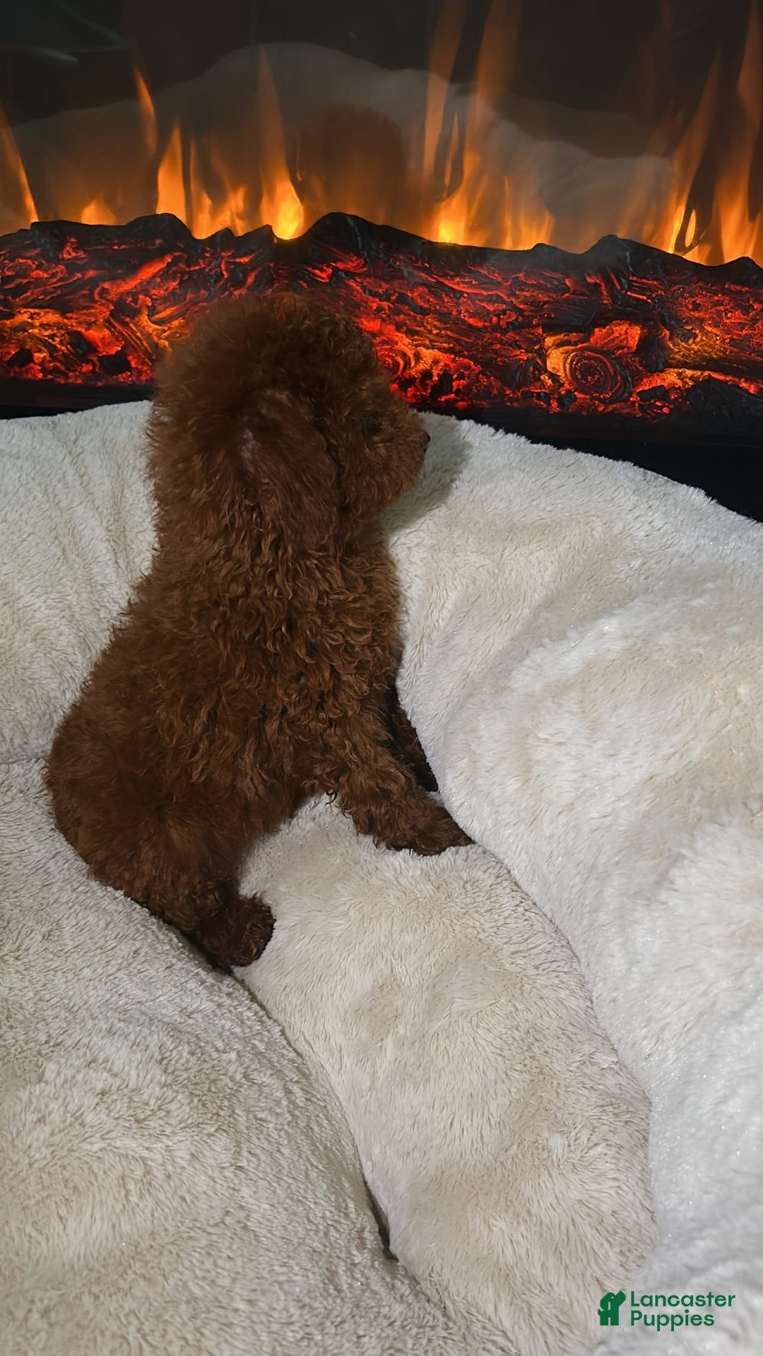 Toy Poodle dogs for sale: Milo - Image 4