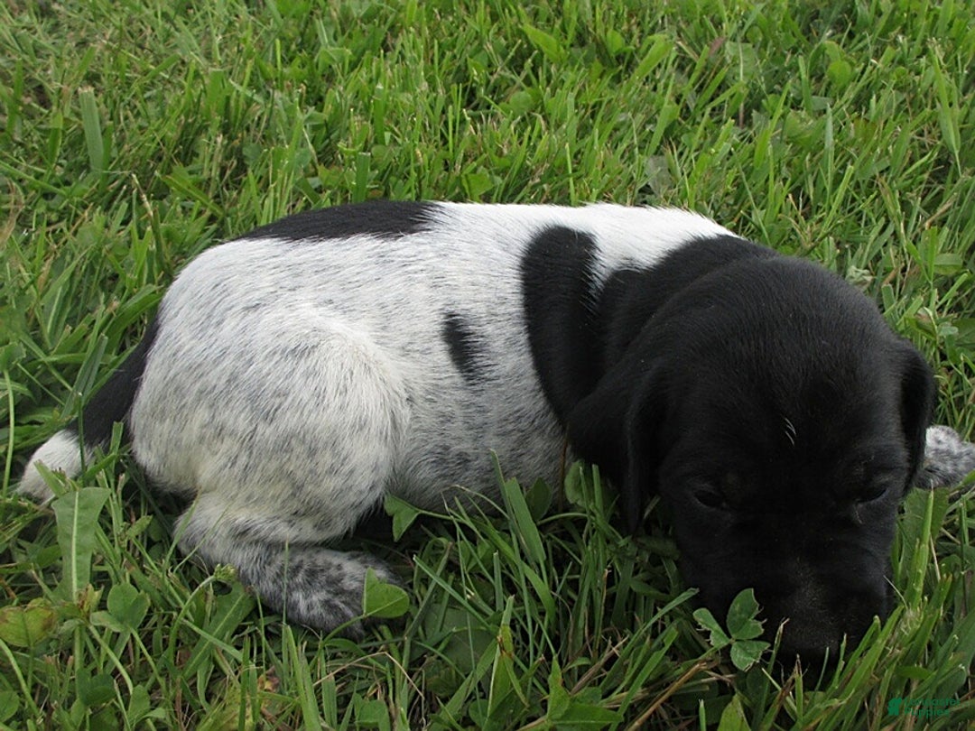 German Shorthaired Pointer dogs for sale: Cherokee - Image 4