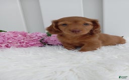 Dachshund dogs for sale: Benson - Image 1