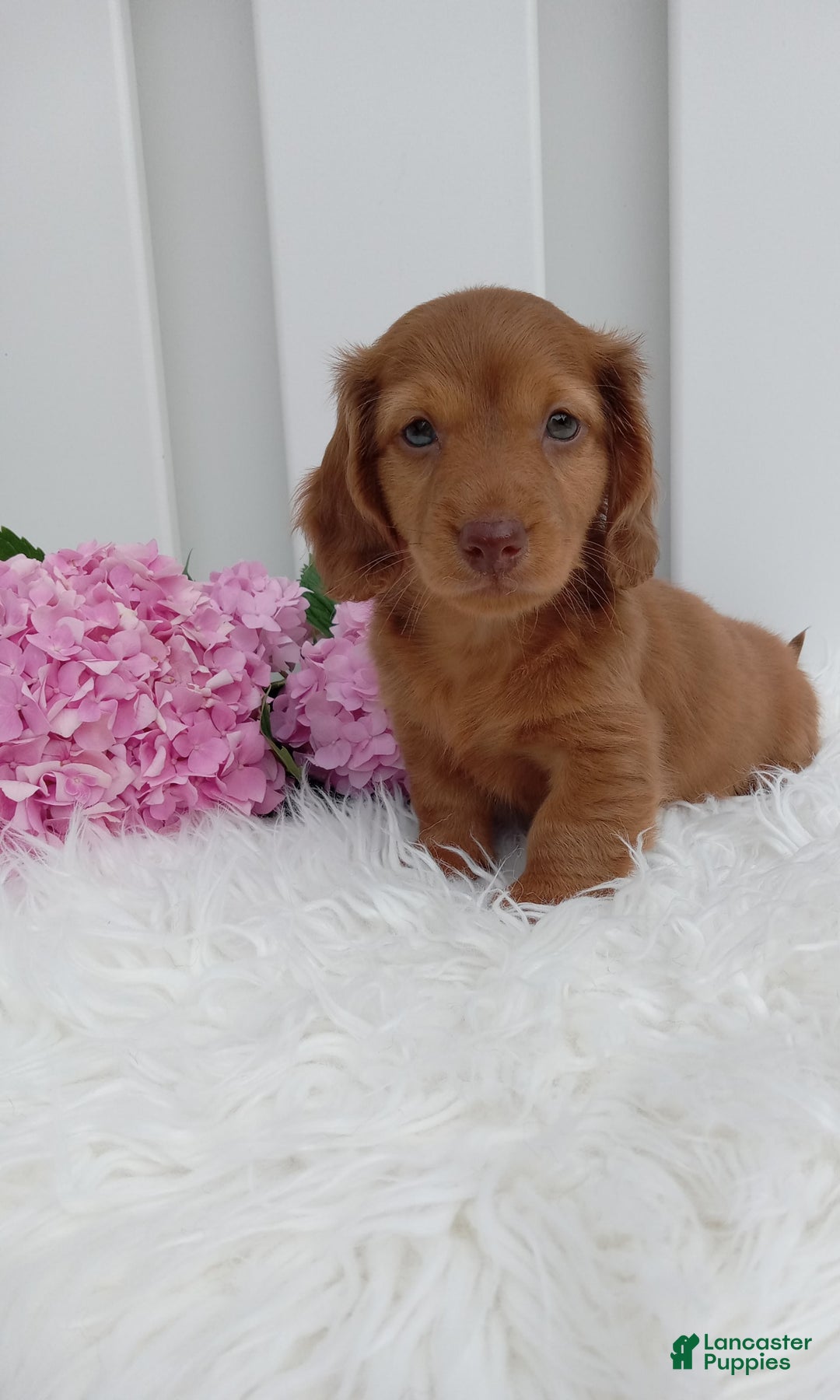 Dachshund dogs for sale: Benson - Image 1