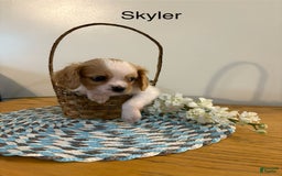 Cavalier King Charles Spaniel dogs for sale: Toby - Image 1