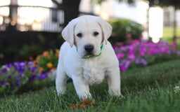 Labrador Retriever dogs for sale: Sammy - Image 2