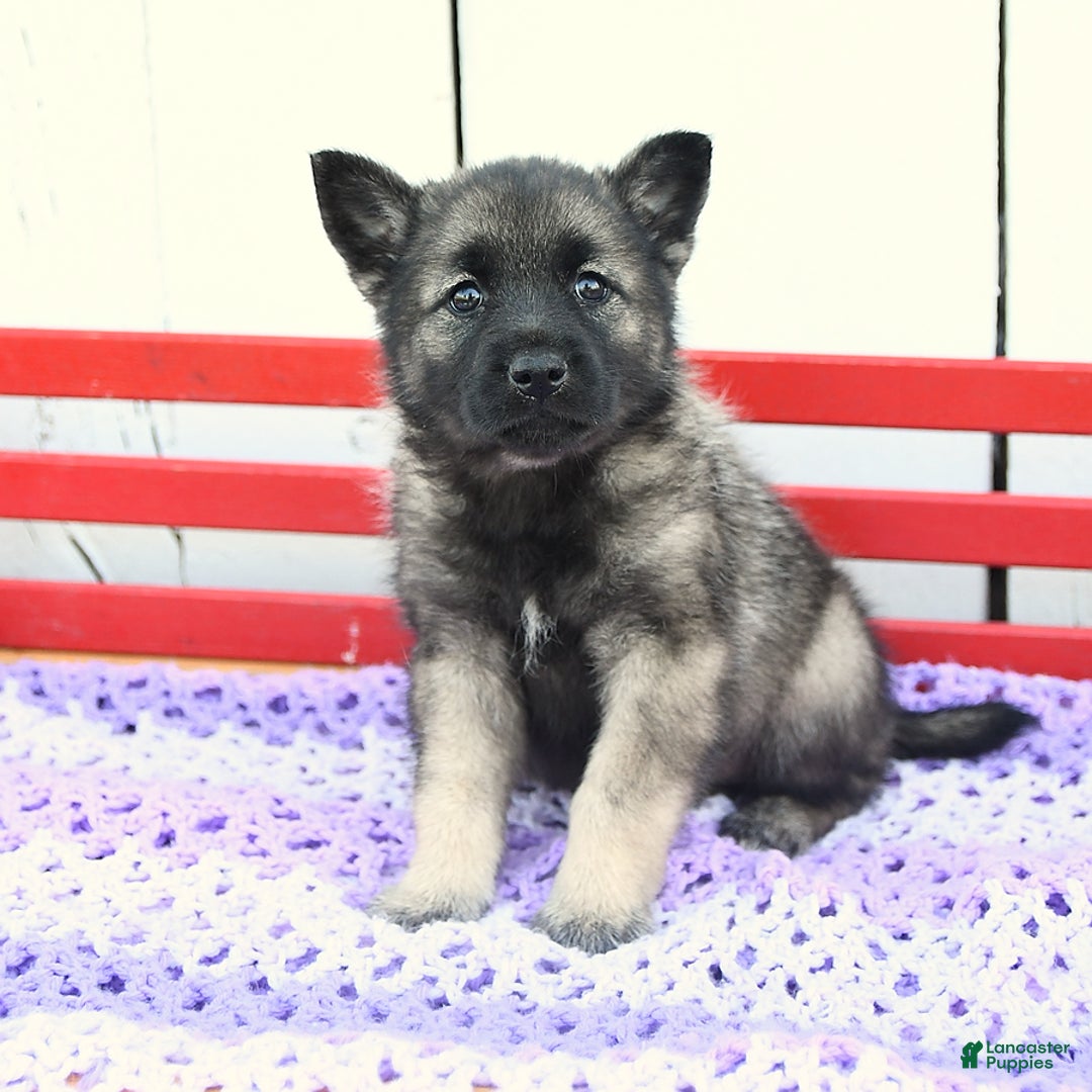 Norwegian Elkhound dogs for sale: Lilly - Image 1