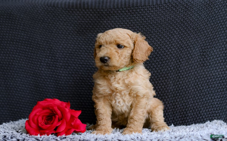 Mini Goldendoodle dogs for sale - Ad 3