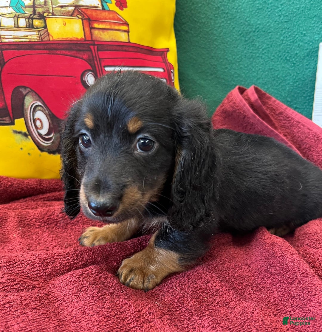 Dachshund dogs for sale: Rocket - Image 1