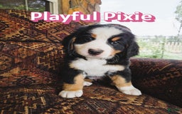 Bernese Mountain Dog dogs for sale: Pixie - Image 2