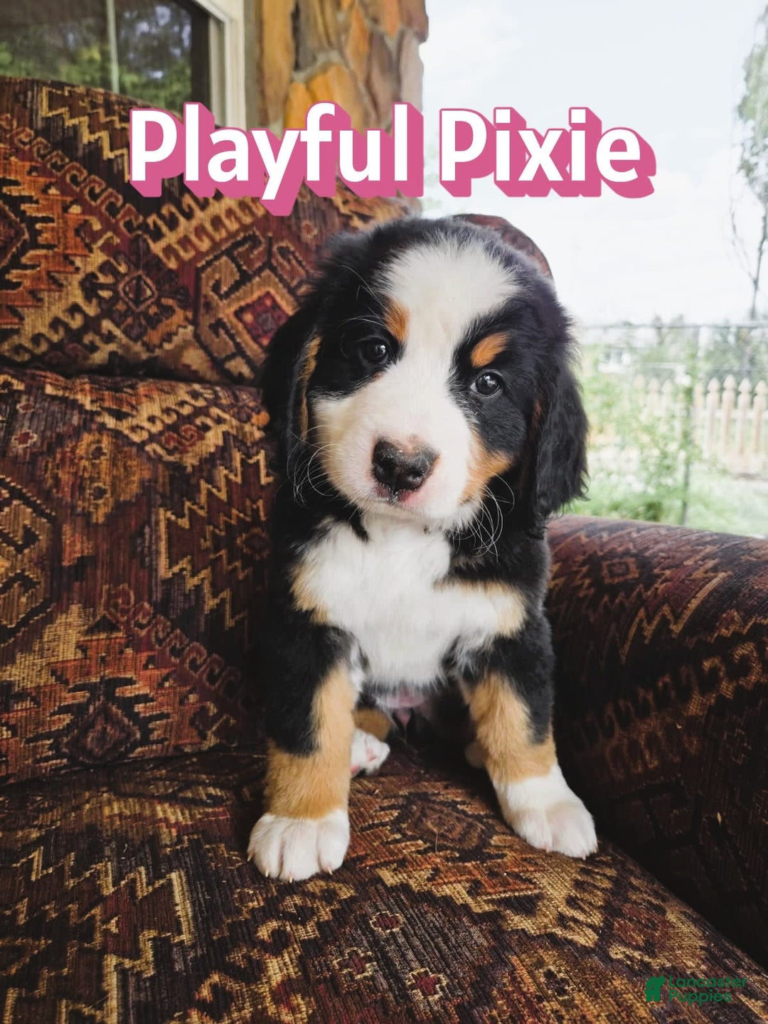 Bernese Mountain Dog dogs for sale: Pixie - Image 2