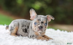 French Bulldog dogs for sale: Willow - Image 4