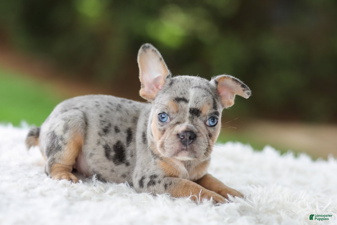 French Bulldog dogs for sale: Willow - Image 4